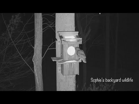 Barred owl nest with sound - Highlights, March 23-24, 2021