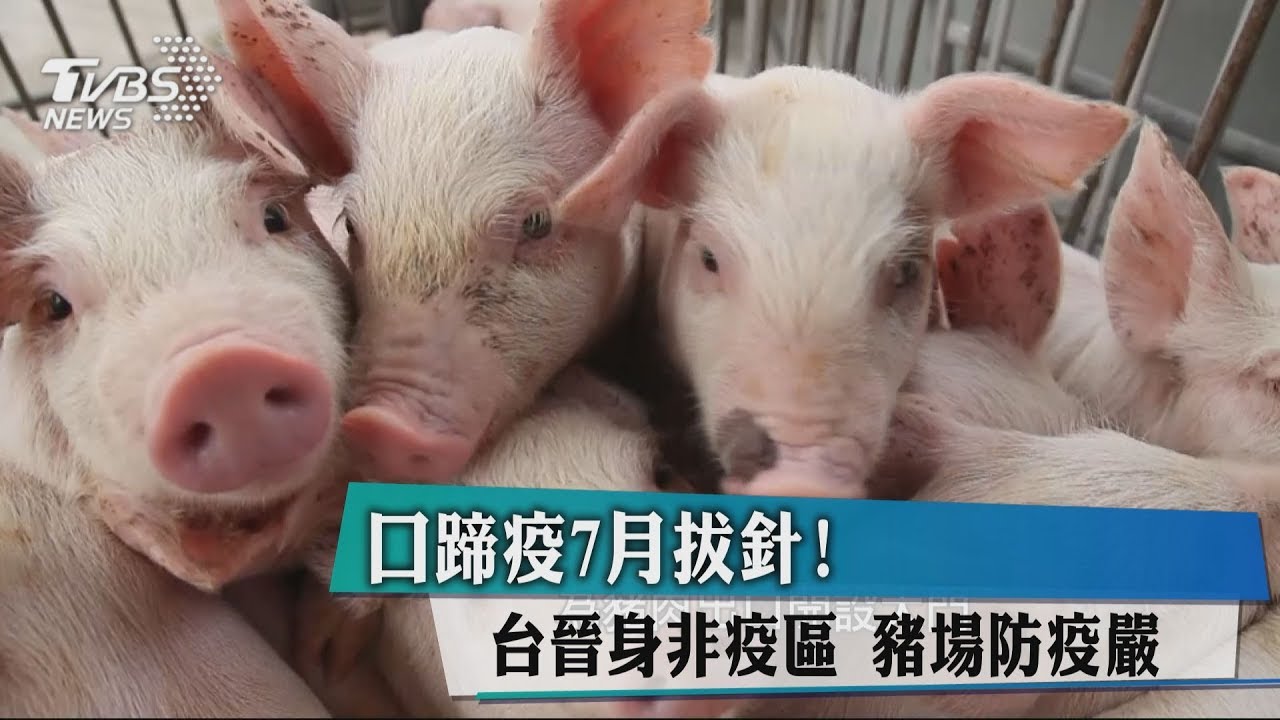 口蹄疫7月拔針!台晉身非疫區 豬場防疫嚴