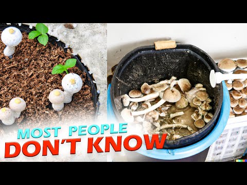 Tips for Growing MUSHROOMS at Home in a Bucket | Ultimate Guide and Easy Way to Grow MUSHROOMS