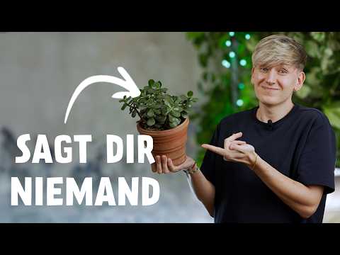 I wish I had known these money tree care tips 5 years ago ⚠️ (Crassula ovata)