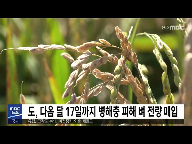 도, 다음 달 17일까지 병해충 피해 벼 전량 매입