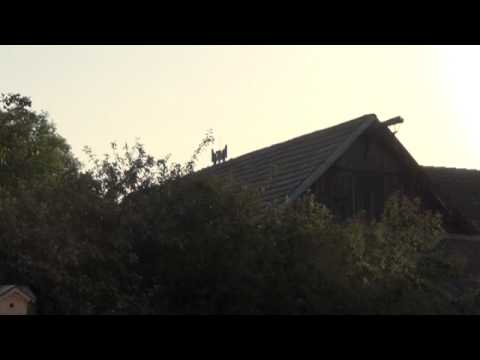 Sirene "Hörmann ECI 600" in Ballertshofen