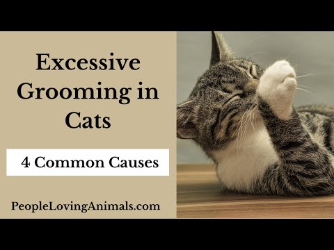 Excessive Grooming in Cats - Why is My Cat Overgrooming?