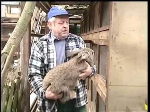 , title : 'Velikan DEV tavşan 9 kg'