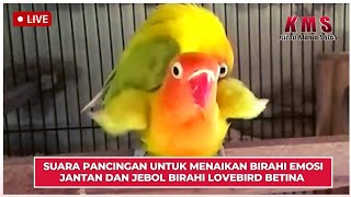 Download lagu SUARA PANCINGAN UNTUK MENAIKAN BIRAHI EMOSI JANTAN DAN JEBOL BIRAHI LOVEBIRD BETINA mp3 Download lagu SUARA PANCINGAN UNTUK MENAIKAN BIRAHI EMOSI JANTAN DAN JEBOL BIRAHI LOVEBIRD BETINA mp3