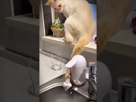 Los gatos🐈 más divertidos🤣 de todos😹#fyp #funny #cats #viral #gatos #humor #funnycats