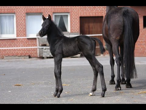 *2023 Secret Hengst Fohlen Rappe