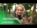 Vermomde planten | Plantastisch