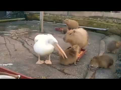 Pelican’t eat a Capybara