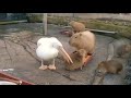 Pelican’t eat a Capybara