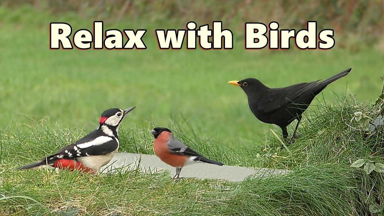 YouTube video preview