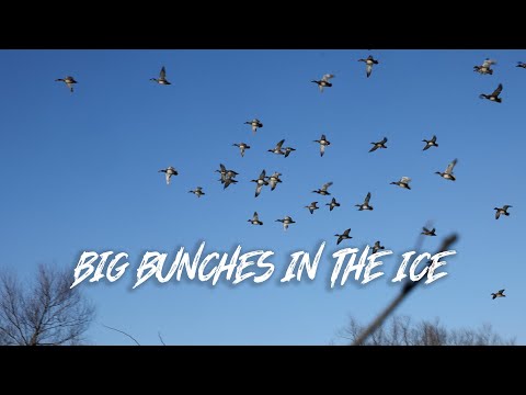 BEAU HUNTING Arkansas Ducks!!! (We Open A Giant Hole In The Ice) With Jim Ronquest and Xpress Boats