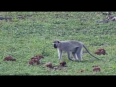 Djuma: Vervet Monkeys - 14:15 - 10/04/20