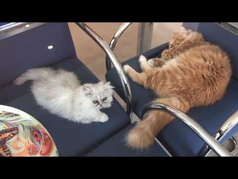 Wallows - Are You Bored Yet? (feat. Clairo) [Mura Masa Remix] (Official Audio)