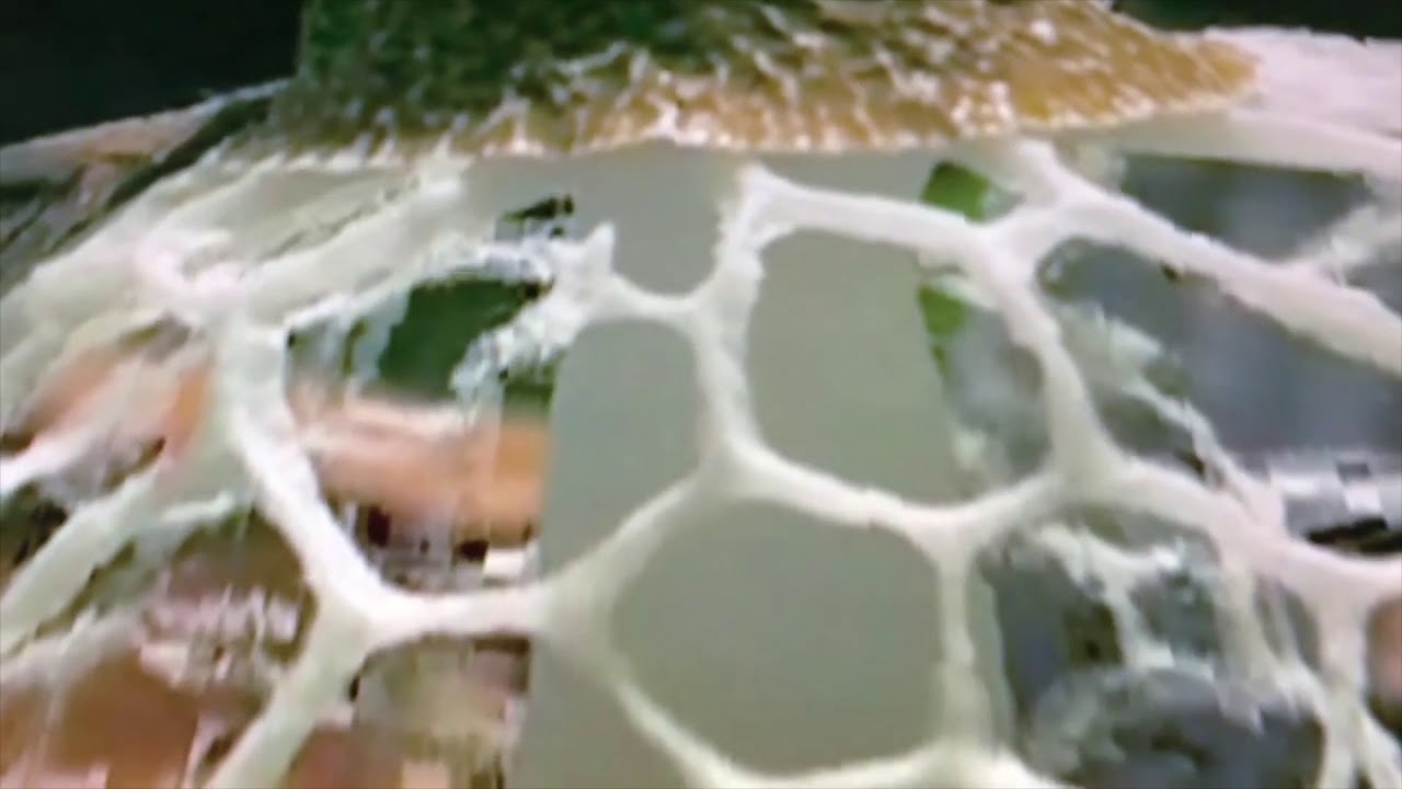 MAMMOTH GRINDER - Cosmic Crypt (Official Music Video)