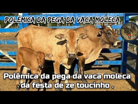 Polêmica da pega da vaca muleca na festa do proprietário ze toucinho, valendo uma moto.