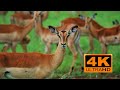 4k Ultra HD Deer Video 4k Wild Life 4k Deer Collection 4k Deer In Forest 4k Video 4k Nature