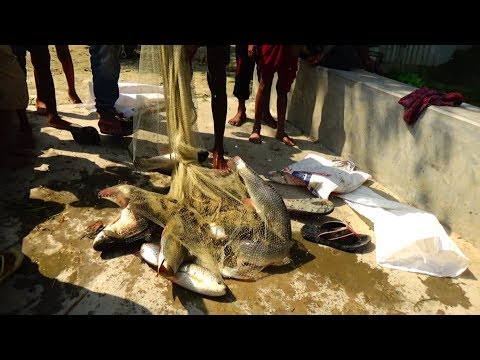 Here is The Big Catch You Won't Believe That How Many Fishes Catch by The Net (Part-11)