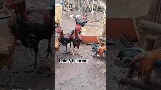 Download lagu ayam pelung usia 6 bulanan, nunggu belajar kokok mp3