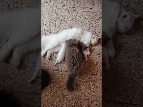 Max with Milky's kittens playing