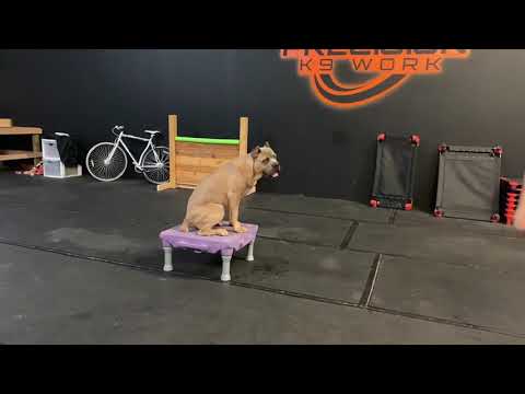 Aza - 6 month old cane corso