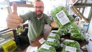 How To Pack Greens For Christmas Markets And Make A Jolly Good Profit!
