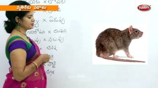 Writing Opposites in Telugu | Preschool Learning Videos | Kids Educational video in Telugu
