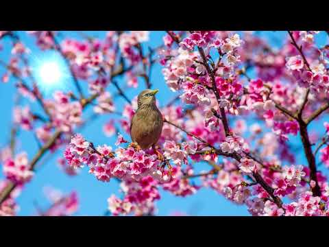 In the Temple Garden - Aaron Kenny