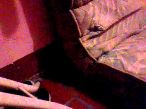 Gatos peleadores mininos