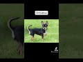The scariest dog breeds to ever exist😰 #shorts
