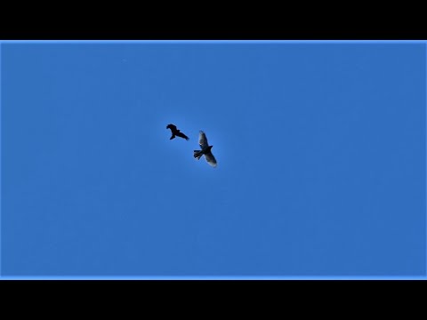 Rabenkrähen greifen an