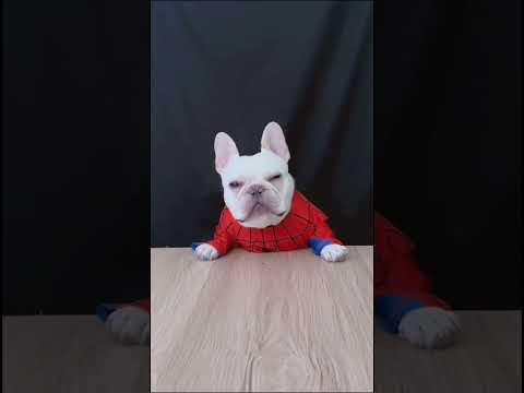 2025 1104 #funny #comedy #shorts