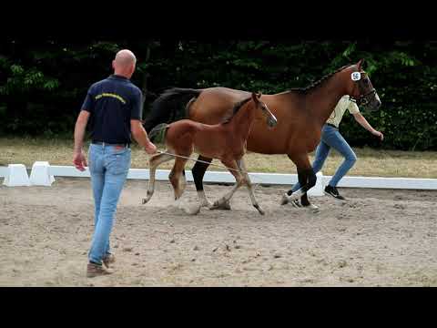 Stute, geb. 13.06.2021 – V: Nartago M: Tangelo van de Zuuthoeve – Pablo