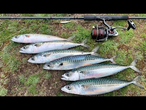 MACKEREL FISHING ON LIGHT GEAR | CATCH & COOK | MACKEREL FISHCAKES