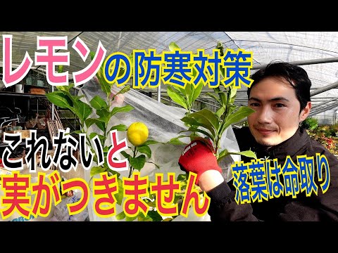 鉢植えのレモンの木はどのくらいの温度に耐えることができますか、越冬させる必要があるかどうか、どうすればよいですか