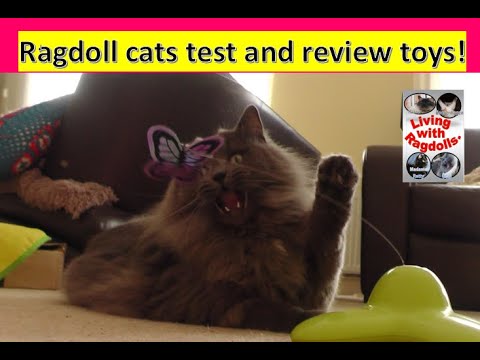 Ragdoll cats test and review toys!