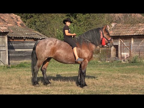 Caii domnului Cornelut de la Valea Rece, Mures 2020 Nou!!!