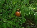 Wild Plum Crop Is Looking Good