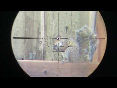 Benjamin Marauder Backyard Pest Control 17