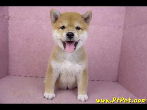 02/06赤色柴犬母幼犬(新竹東區)