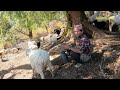 mountain sheep farm || Nepal 🇳🇵 || lajimbudha ||