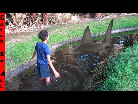 We FOUND a POND SHARK STUCK in SHALLOW WATER!