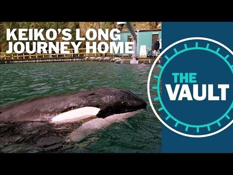 Keiko's Long Journey Home: Free Willy star's return to the wild (KGW 1998 Special)
