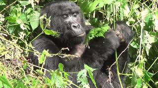 preview picture of video 'Mountain Gorillas: Bwindi Impenetrable Forest, Uganda'