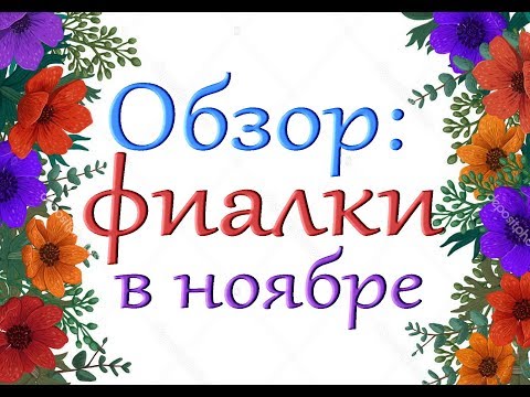 Обзор:ФИАЛКИ в НОЯБРЕ