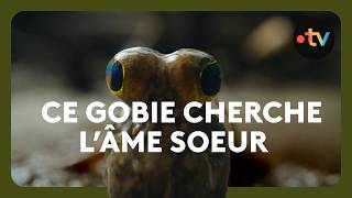 Pour trouver l'amour, ce gobie est prêt à tout !