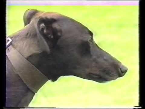 SCURLOGUE CHAMP - THE PEOPLE'S CHAMPION