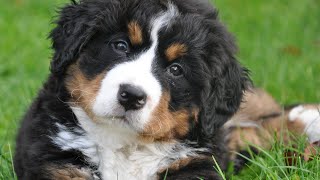 Lindos Chachorrinhos Divertidos. Pets Fofos e Divertidos para Te Alegrar.