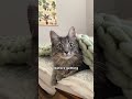 Gray Tabby Cats Gray Striped And Full Of Mischief Catsdoingthings Greycats Catlover