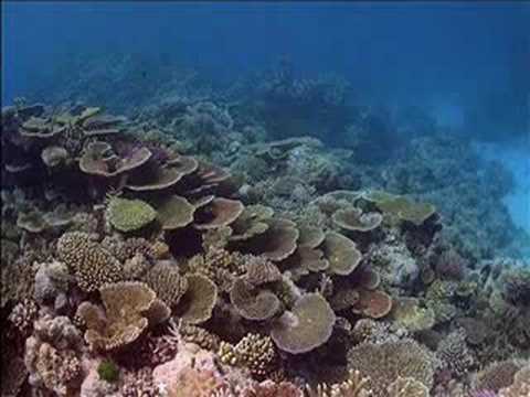 Sacred Chants for Stress Relief - Vaidhyanathashtakam